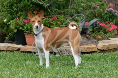 Basenji