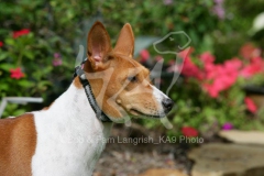 Basenji