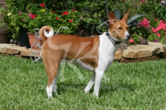 Basenji