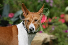 Basenji