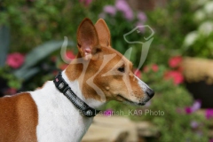 Basenji