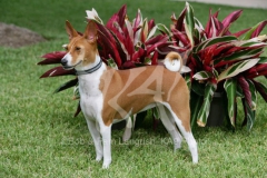 Basenji