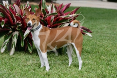 Basenji