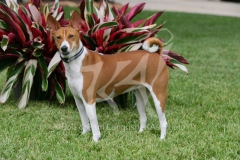 Basenji