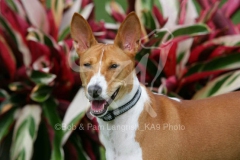 Basenji