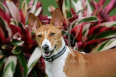 Basenji