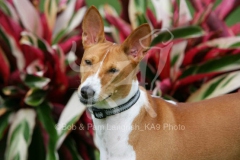 Basenji