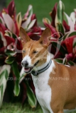 Basenji