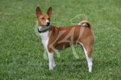 Basenji