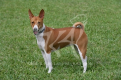 Basenji