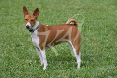 Basenji