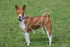 Basenji