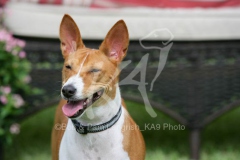 Basenji