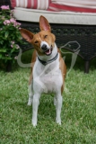 Basenji