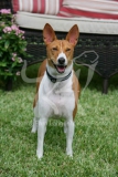 Basenji