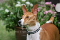 Basenji