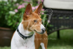 Basenji