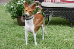 Basenji