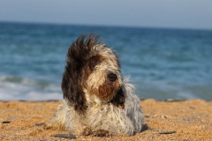 Basset Griffon Vendeen - Petit