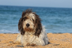 Basset Griffon Vendeen - Petit