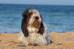 Basset Griffon Vendeen - Petit