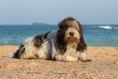 Basset Griffon Vendeen - Petit