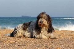 Basset Griffon Vendeen - Petit