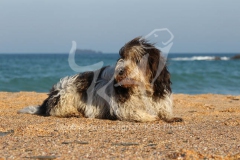 Basset Griffon Vendeen - Petit