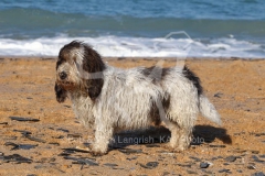 Basset Griffon Vendeen - Petit