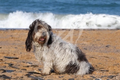 Basset Griffon Vendeen - Petit