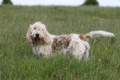 Basset Griffon Vendeen - Petit