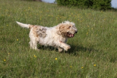 Basset Griffon Vendeen - Petit