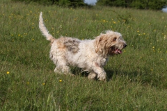 Basset Griffon Vendeen - Petit