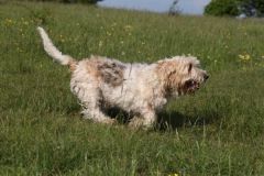 Basset Griffon Vendeen - Petit