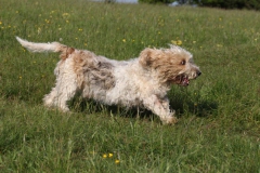 Basset Griffon Vendeen - Petit