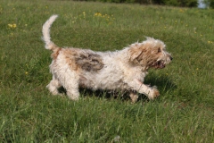 Basset Griffon Vendeen - Petit