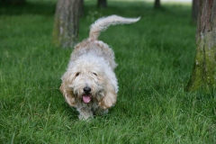 Basset Griffon Vendeen - Petit