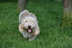 Basset Griffon Vendeen - Petit