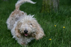 Basset Griffon Vendeen - Petit