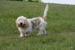 Basset Griffon Vendeen - Petit