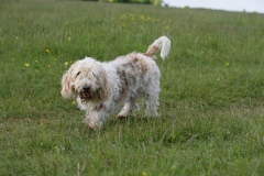 Basset Griffon Vendeen - Petit