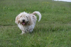 Basset Griffon Vendeen - Petit