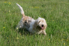 Basset Griffon Vendeen - Petit