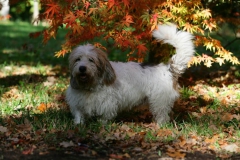 Basset Griffon Vendeen - Petit