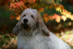 Basset Griffon Vendeen - Petit