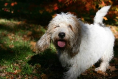 Basset Griffon Vendeen - Petit