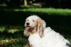 Basset Griffon Vendeen - Petit