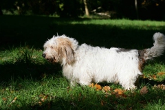 Basset Griffon Vendeen - Petit