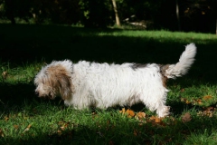 Basset Griffon Vendeen - Petit