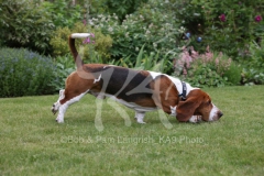 Basset Hound